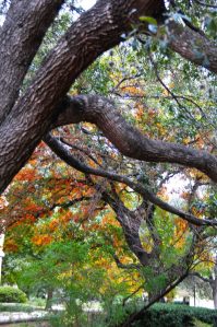 15600338870_194f1376d0_b